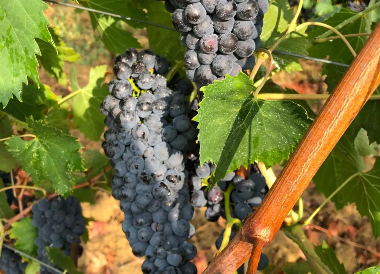 Bauernhof Agriturismo La Posta Reale Castiglion Fibocchi Italien